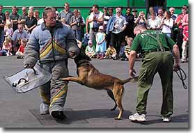 Die beiden Hundeführer zeigen eine Übung mit einem belgischen Schäferhund