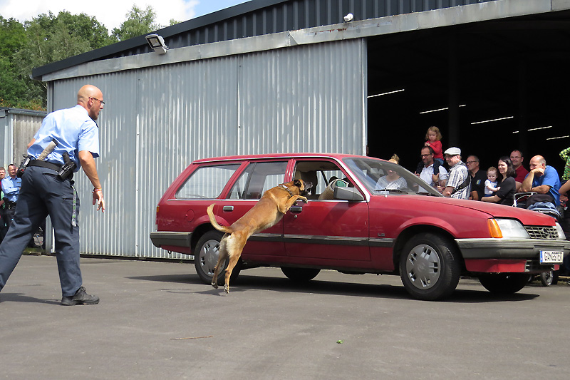 Die Hundestaffel der Polizei zeigt Sehenswertes auf dem Sommerfest im Polizeioldtimer Museum in Marburg - Ein Sprung des Polizeihundes in ein fahrendes Auto sieht man auch nicht alle Tage