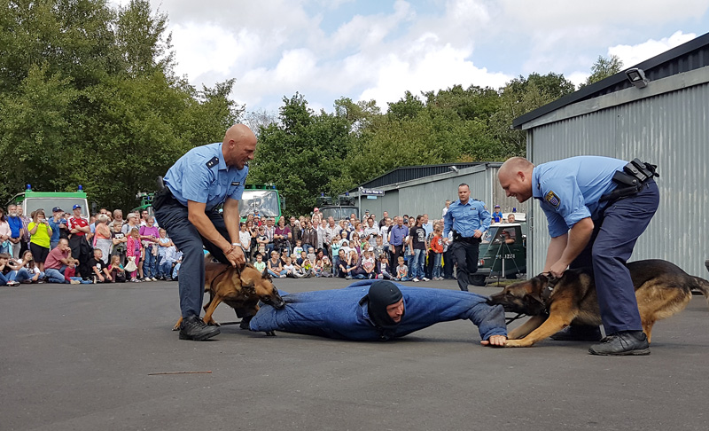 Die Hundestaffel der Polizei zeigt Sehenswertes auf dem Sommerfest im Polizeioldtimer Museum in Marburg - hier eine Festnahme eines vermeintlichen Täters